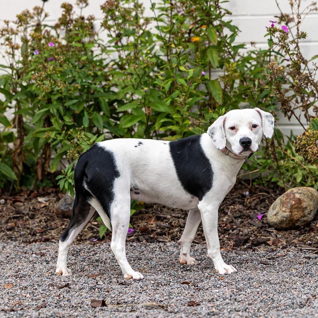Kiera, Adoptable, Young Female Beagle & Pit Bull Terrier.
