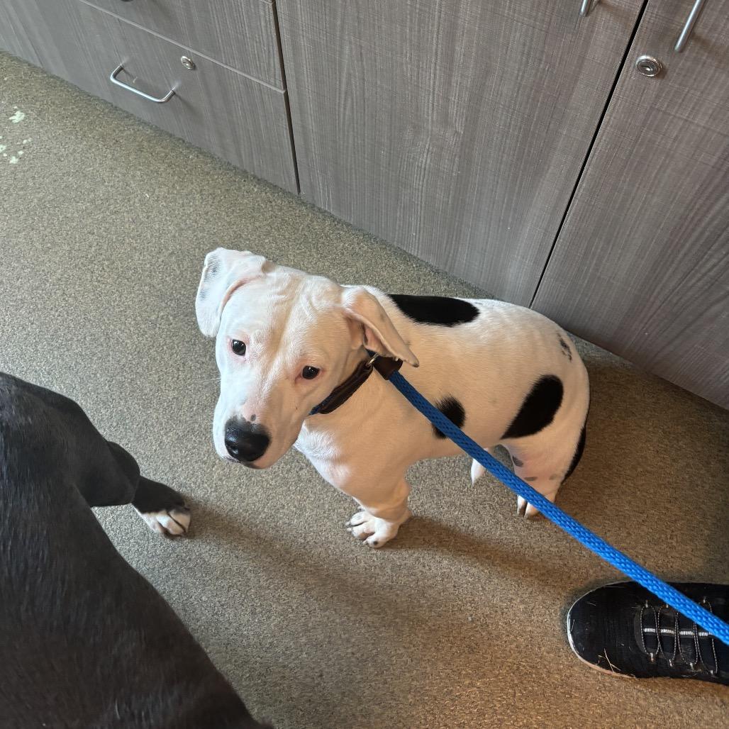 Enlarge Kiera, a Adoptable mixed breed in Council Bluffs, IA image 2/4