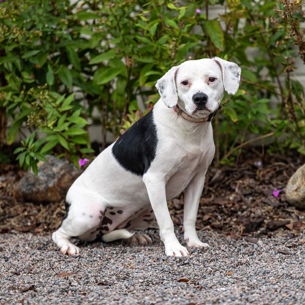 Enlarge Kiera, a Adoptable mixed breed in Council Bluffs, IA image 3/4