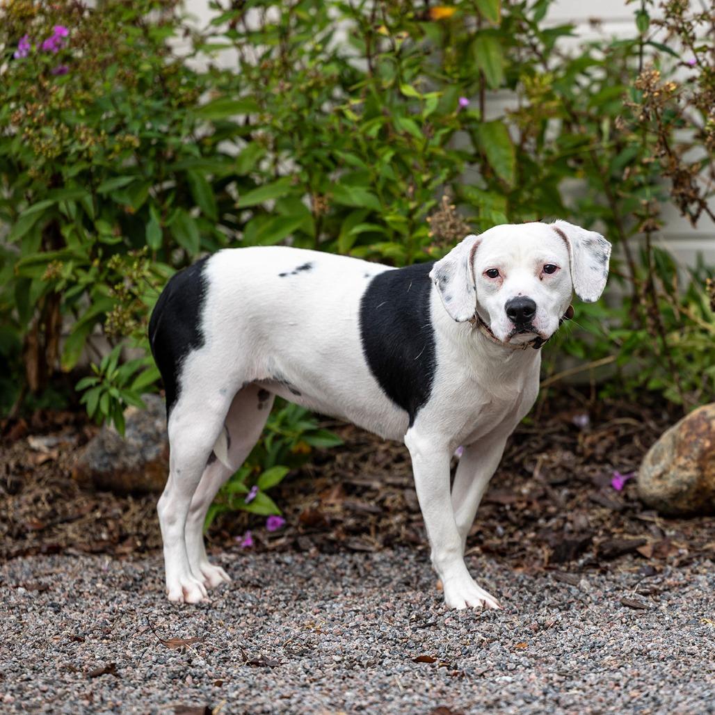 Enlarge Kiera, a Adoptable mixed breed in Council Bluffs, IA image 4/4