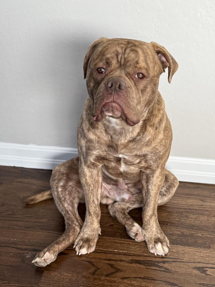 Enlarge Charlie, a Adoptable Bullmastiff in Denver, CO image 1/6