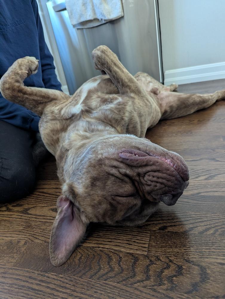 Enlarge Charlie, a Adoptable Bullmastiff in Denver, CO image 2/6