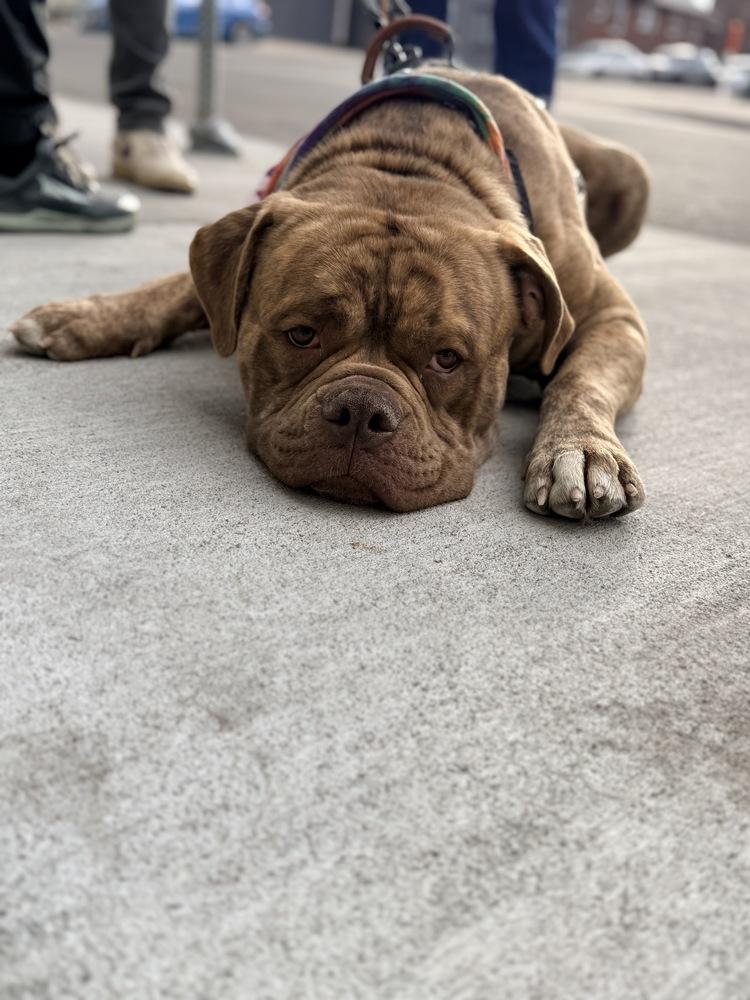 Enlarge Charlie, a Adoptable Bullmastiff in Denver, CO image 3/6