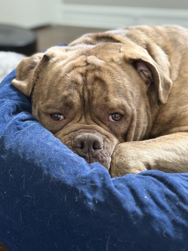 Enlarge Charlie, a Adoptable Bullmastiff in Denver, CO image 4/6