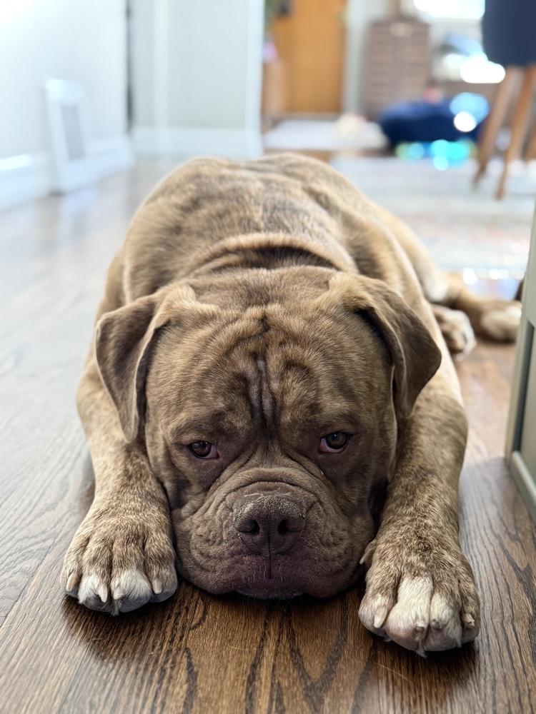 Enlarge Charlie, a Adoptable Bullmastiff in Denver, CO image 5/6