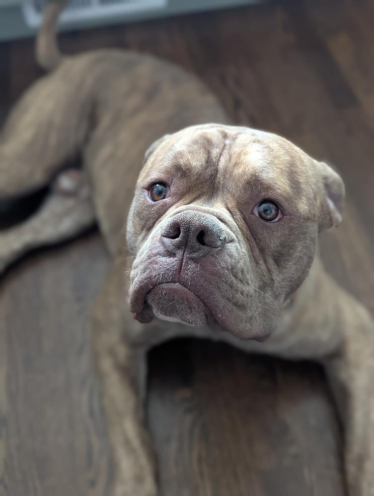 Enlarge Charlie, a Adoptable Bullmastiff in Denver, CO image 6/6