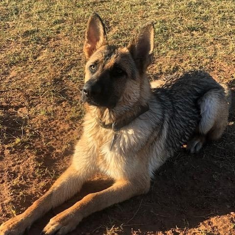 Bleu, Adoptable, Adult Male German Shepherd Dog.