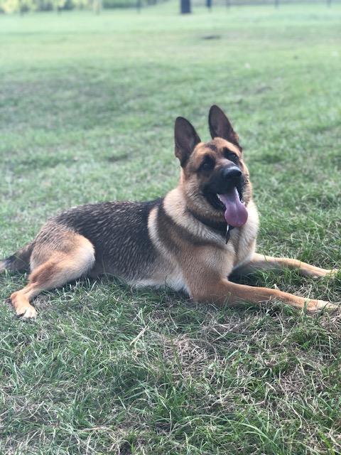 Bleu, Adoptable, Adult Male German Shepherd Dog.