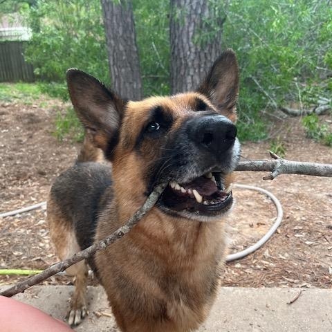 Enlarge Bleu, a Adoptable German Shepherd Dog in Roswell, GA image 4/4