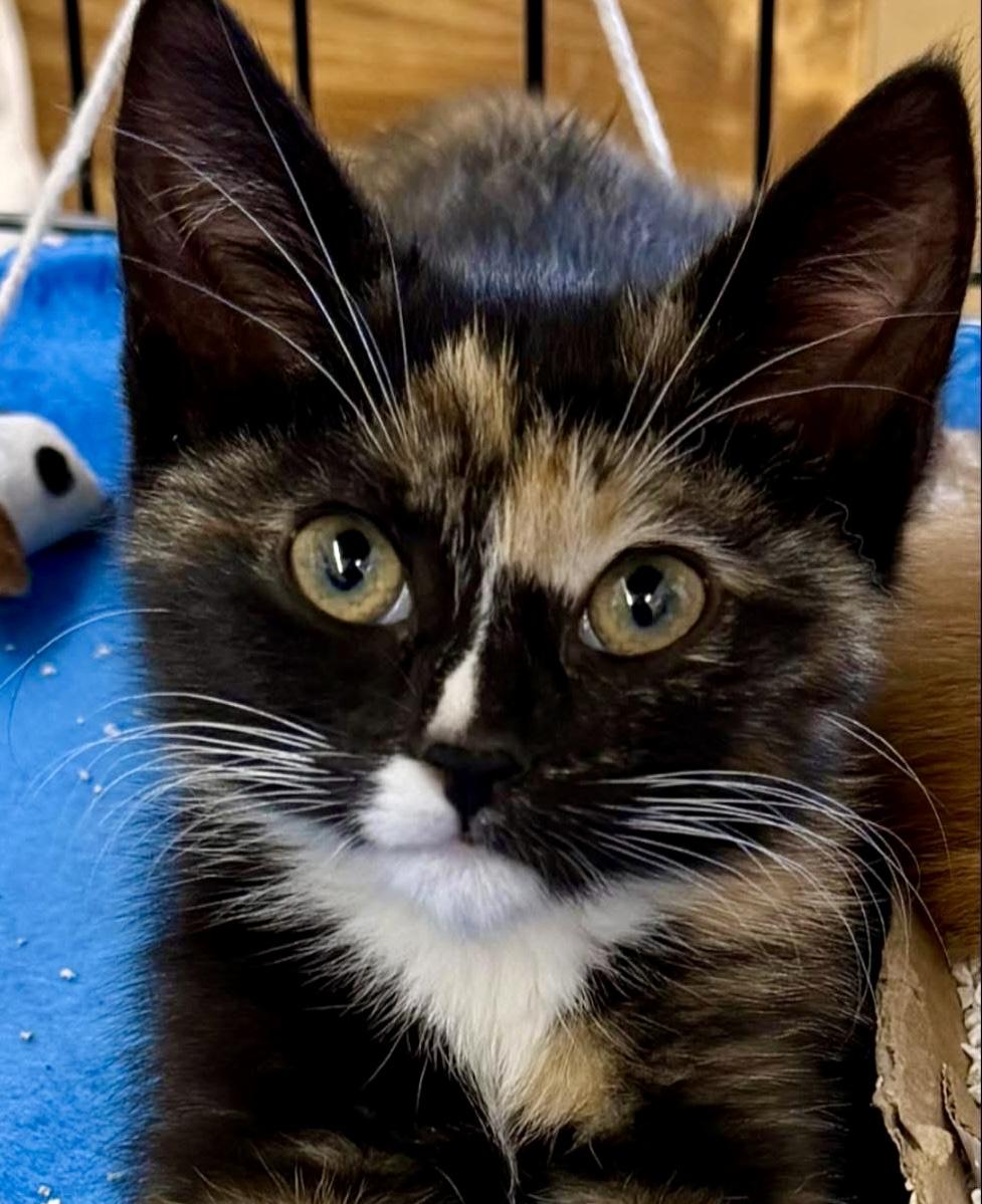 Zoey, ADOPTABLE, Kitten Female Domestic Short Hair.