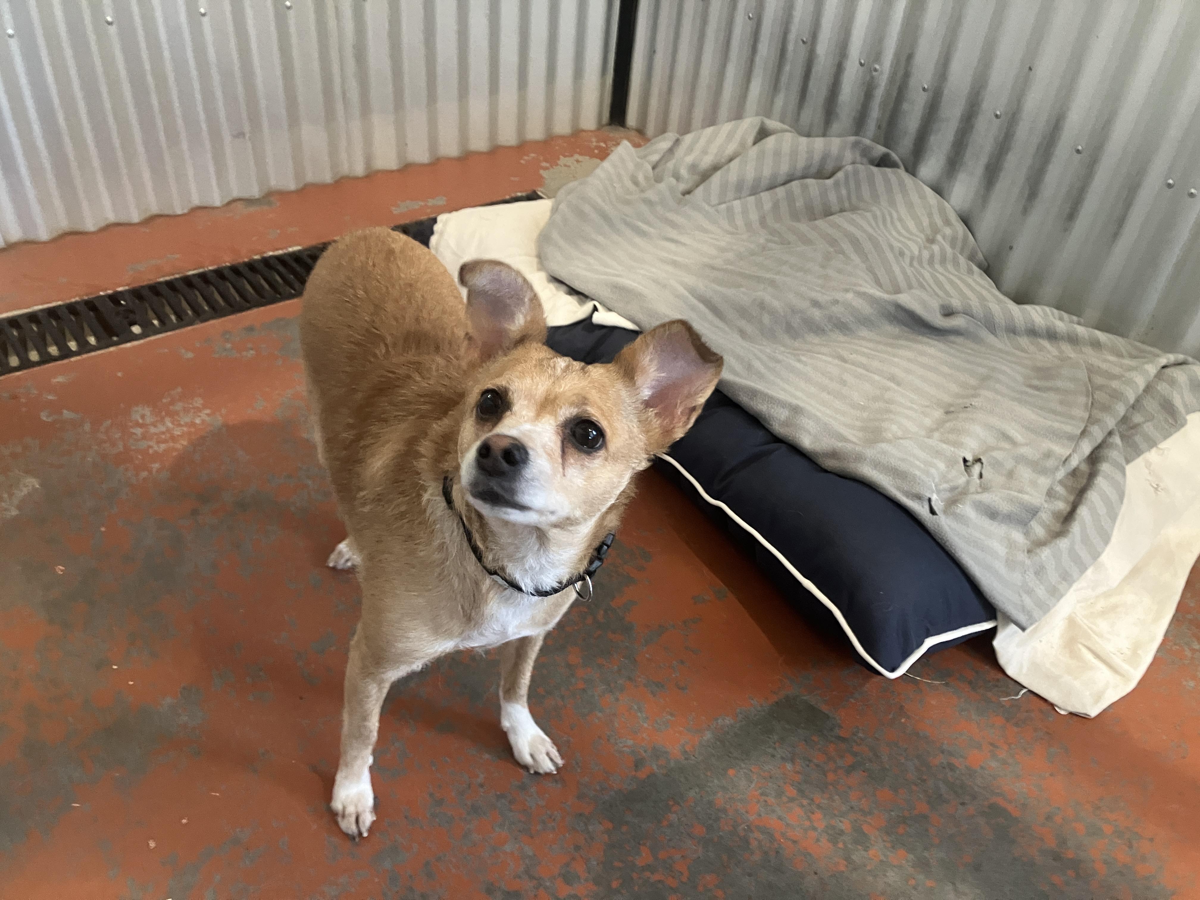 Freddy, a ADOPTABLE Chihuahua in St. Anthony, ID image 2/2