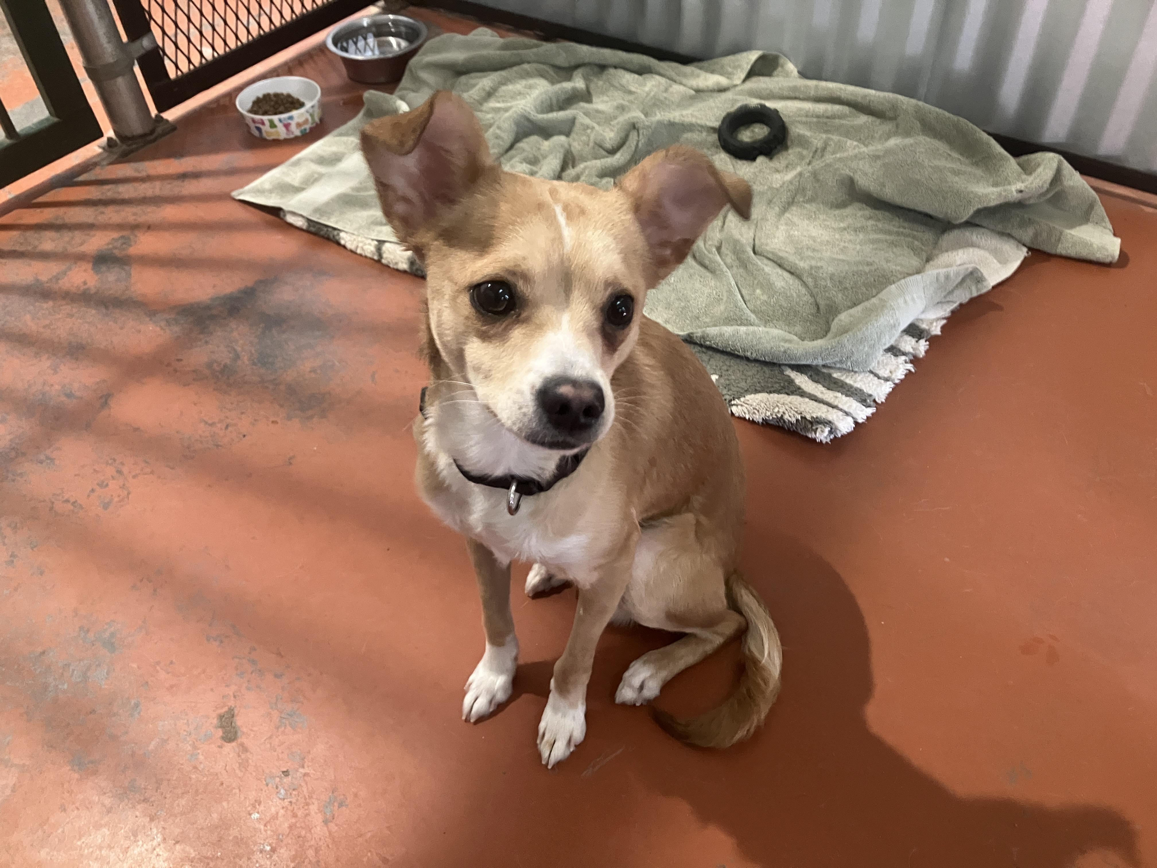 Freddy, ADOPTABLE, Puppy Male Chihuahua.