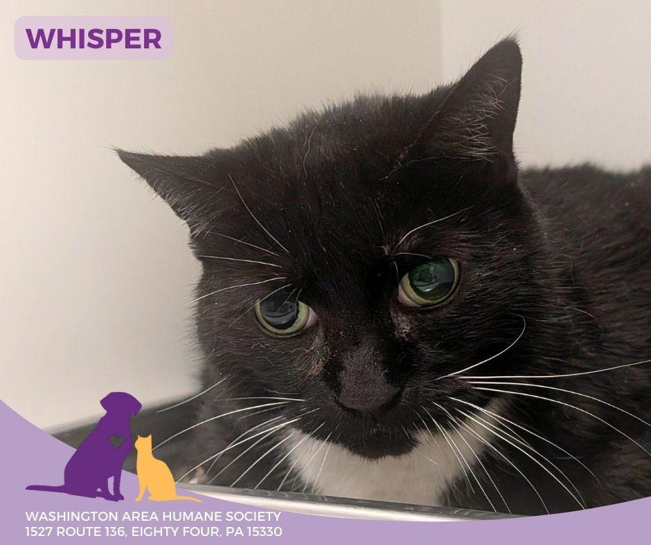 Whisper, adopted, Senior Female Domestic Short Hair.