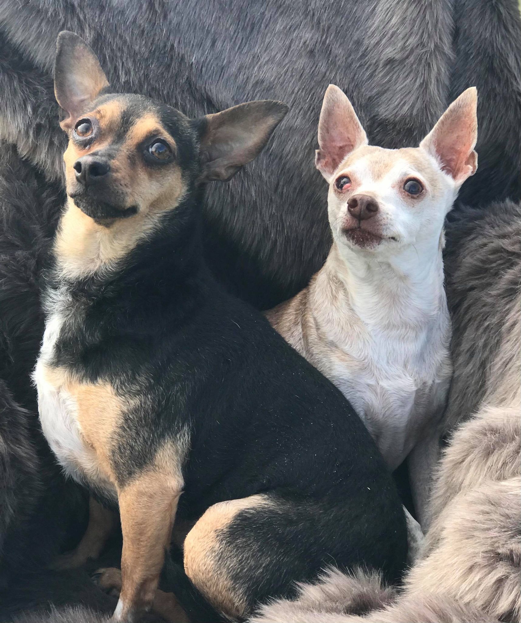 Abby, a Adoptable mixed breed in Royse City, TX image 1/5