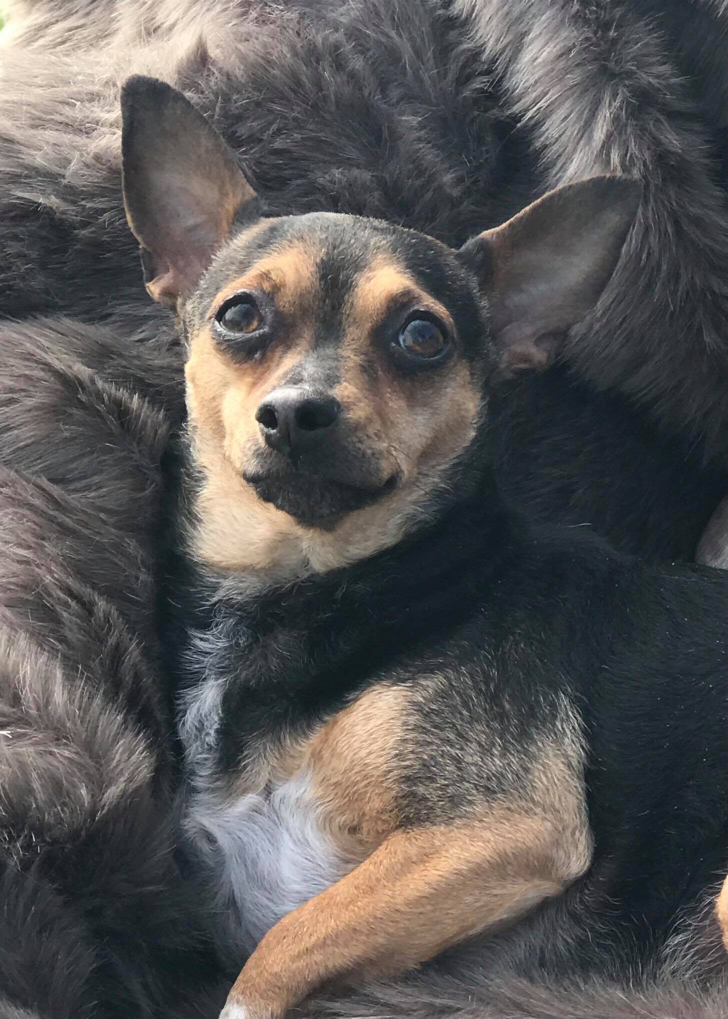 Abby, a Adoptable mixed breed in Royse City, TX image 2/5