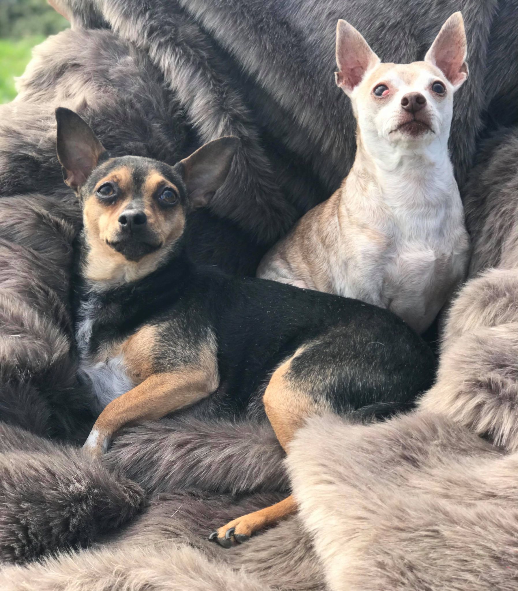 Abby, a Adoptable mixed breed in Royse City, TX image 3/5