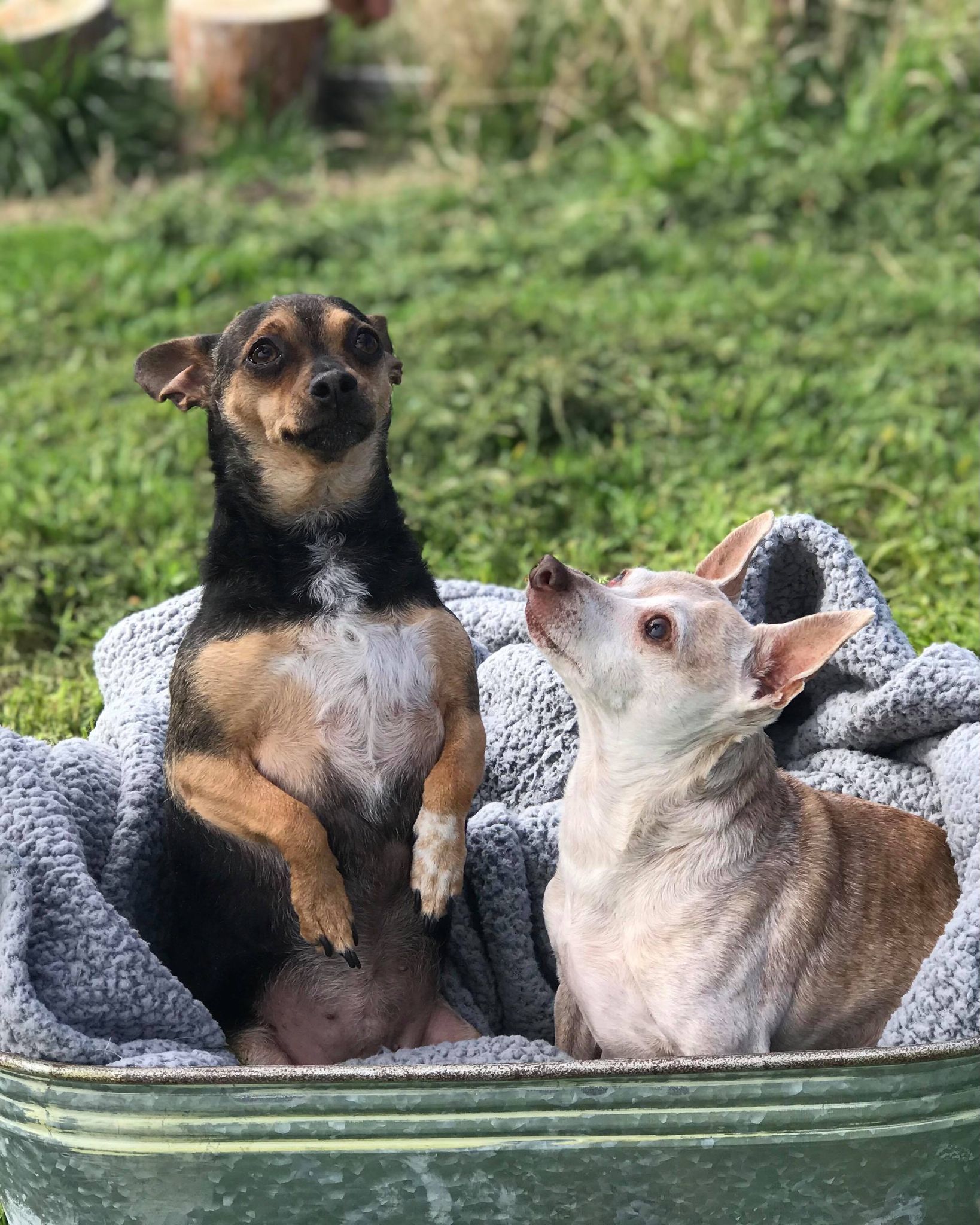 Abby, a Adoptable mixed breed in Royse City, TX image 4/5
