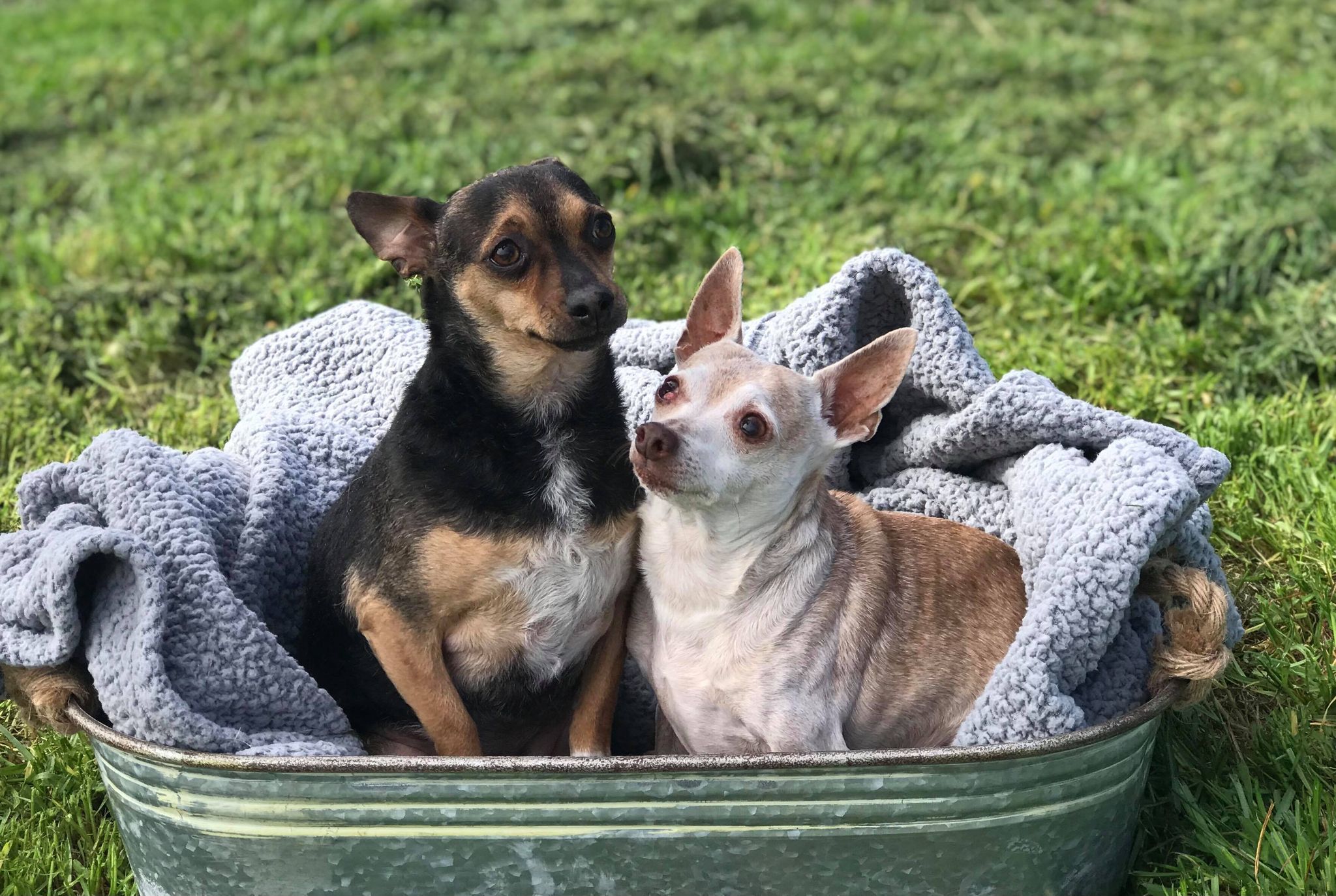 Abby, Adoptable, Adult Female Chihuahua.