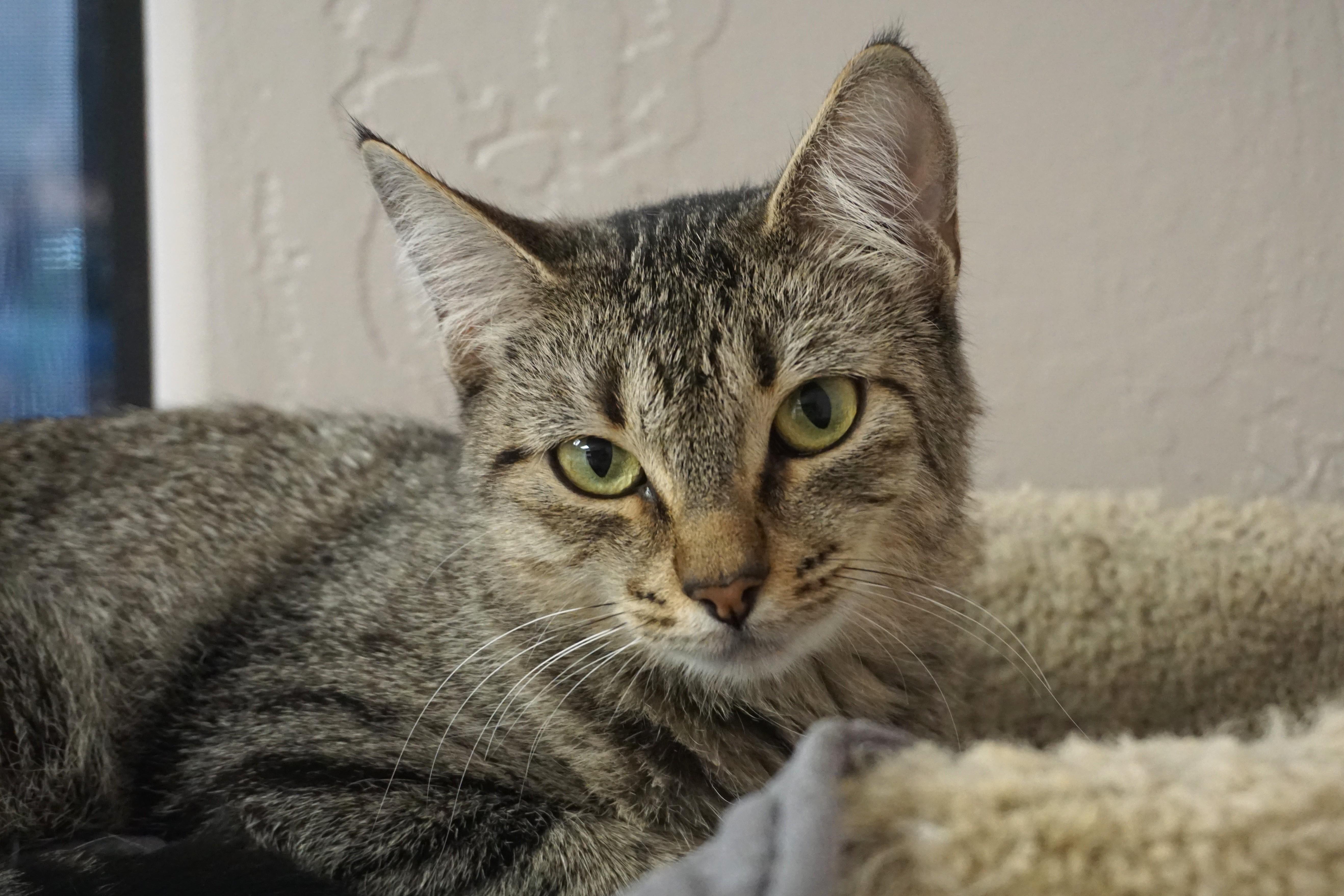 Enlarge Bobbi Cat, a Adoptable Domestic Short Hair in Fountain Hills, AZ image 5/6