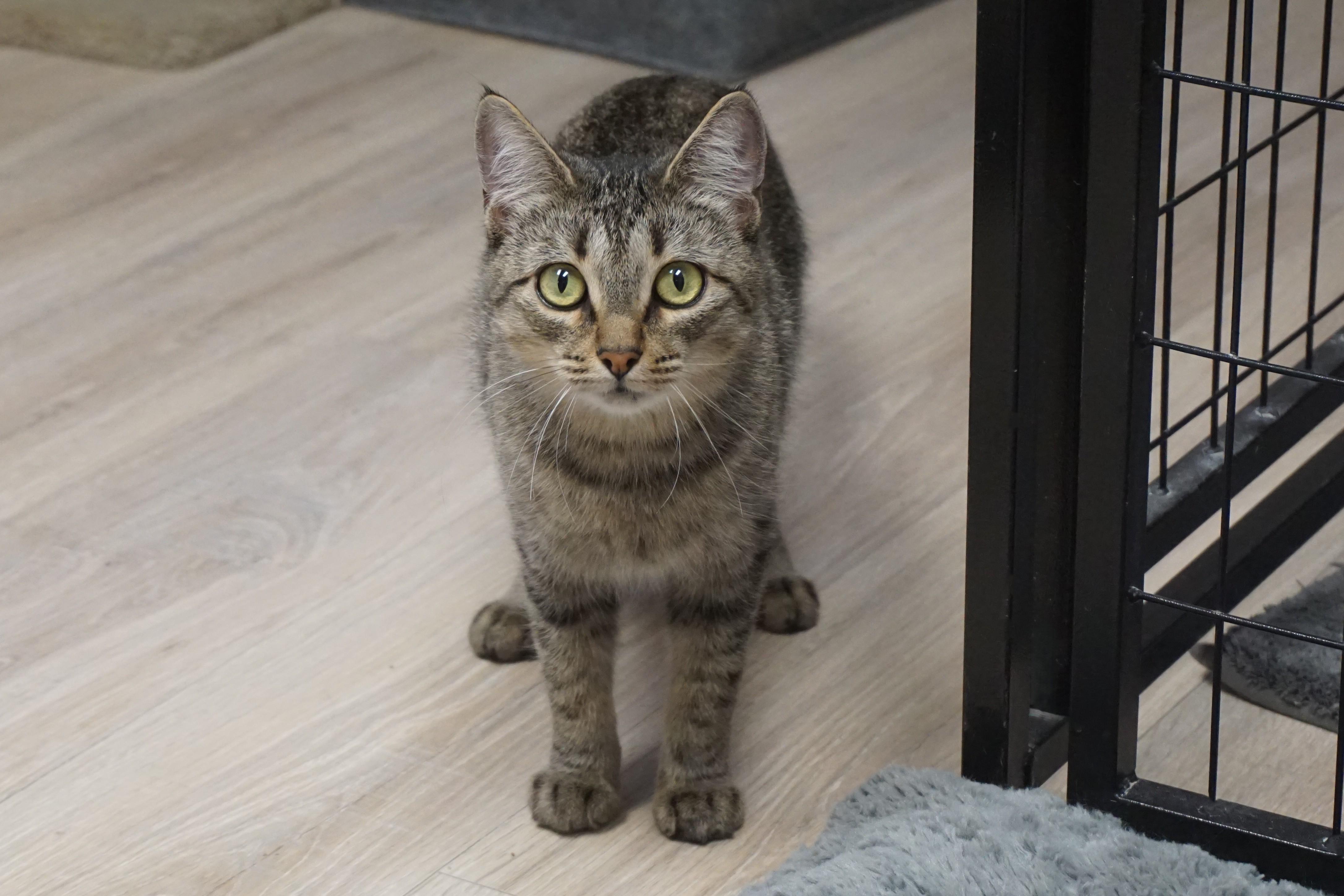 Enlarge Bobbi Cat, a Adoptable Domestic Short Hair in Fountain Hills, AZ image 3/6