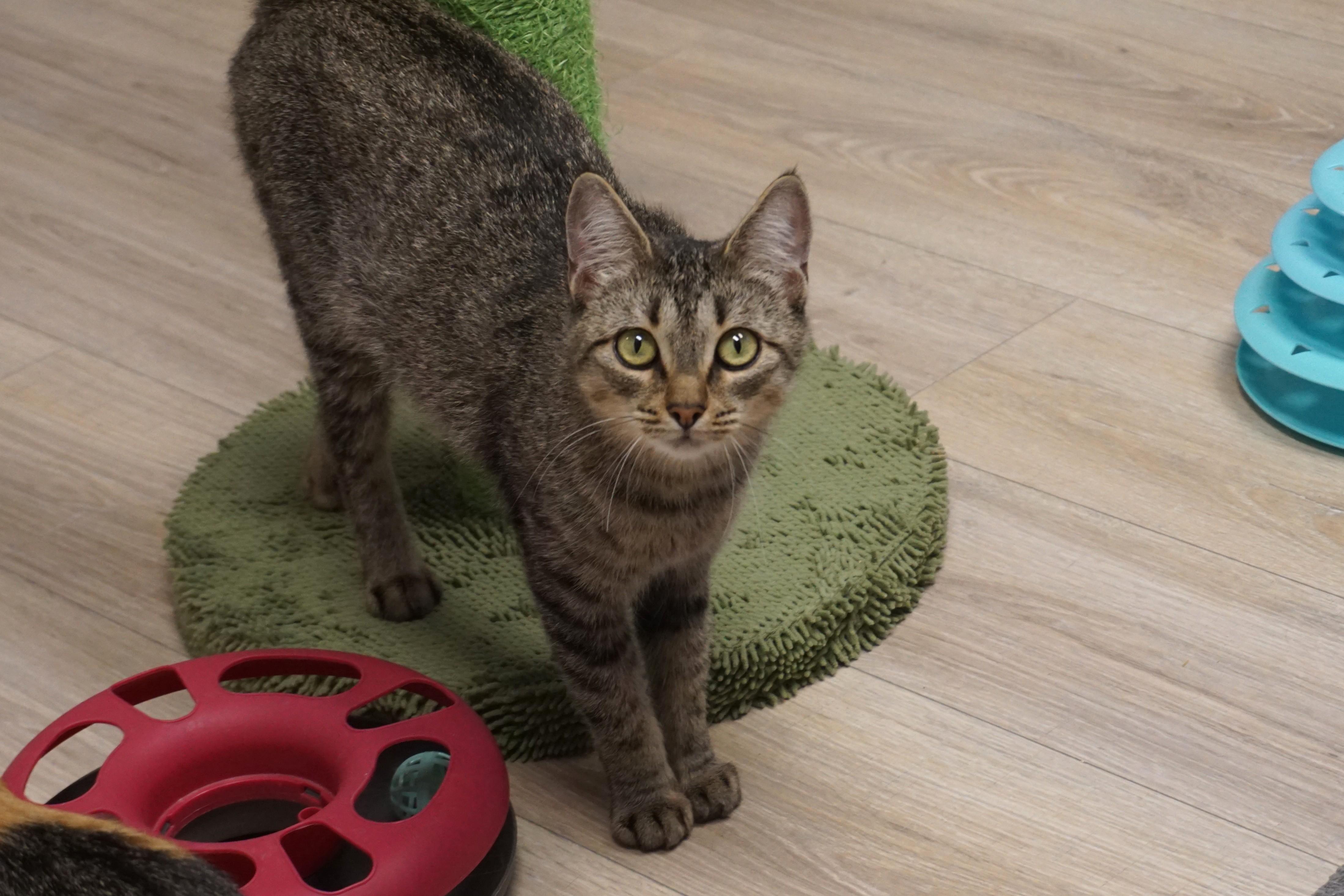 Bobbi Cat, Adoptable, Adult Female Domestic Short Hair.