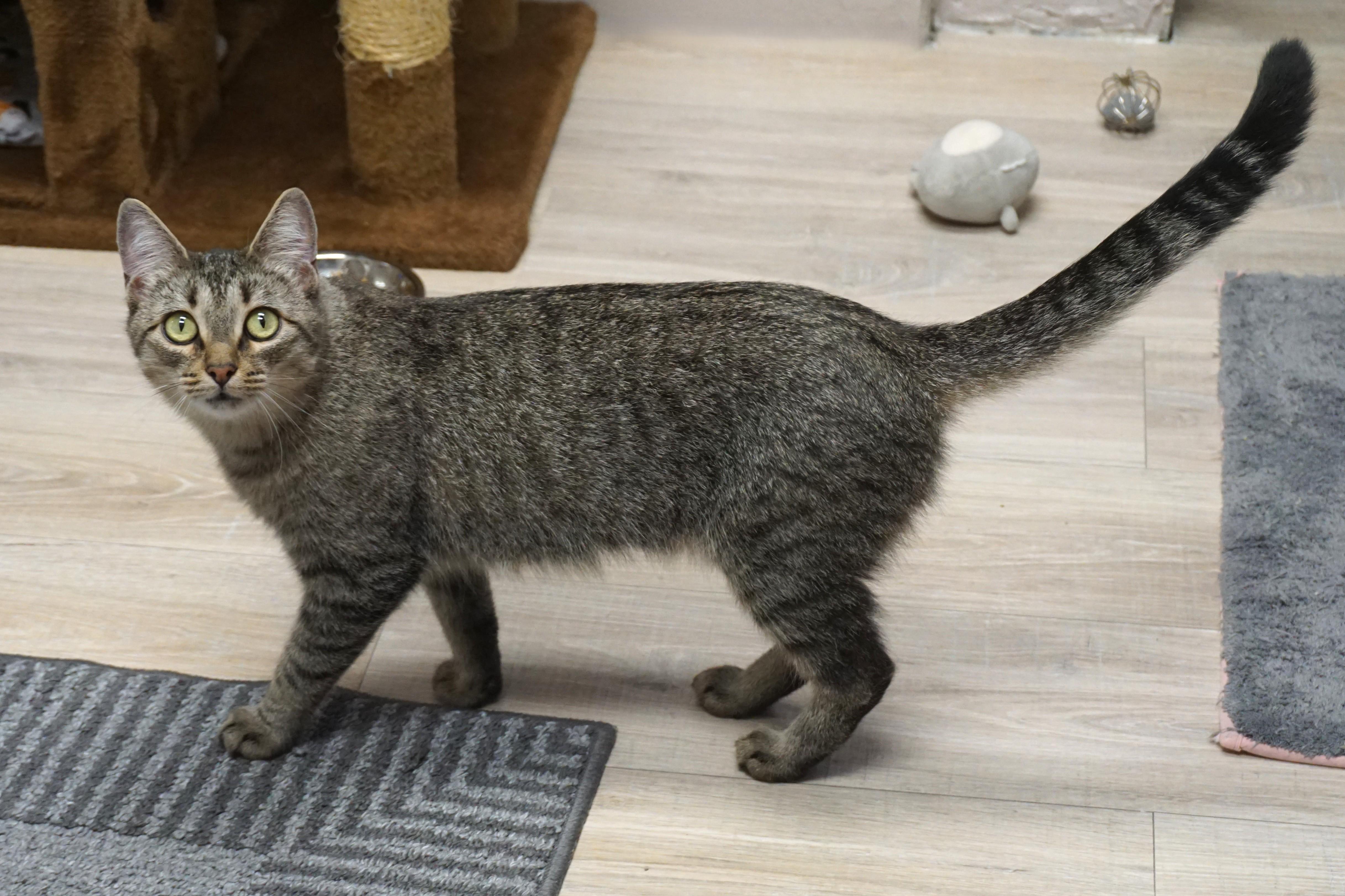 Enlarge Bobbi Cat, a Adoptable Domestic Short Hair in Fountain Hills, AZ image 2/6