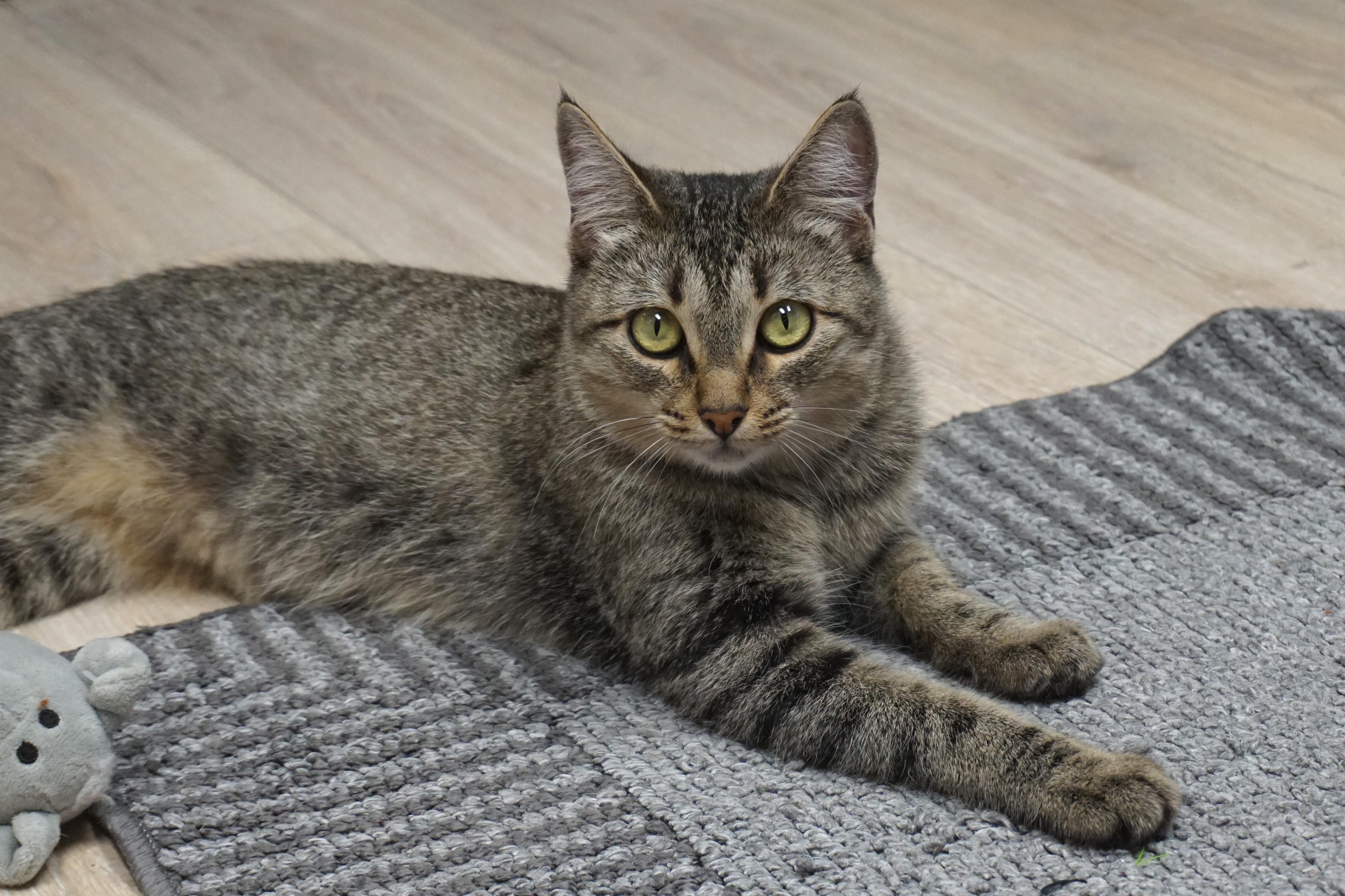 Enlarge Bobbi Cat, a Adoptable Domestic Short Hair in Fountain Hills, AZ image 1/6