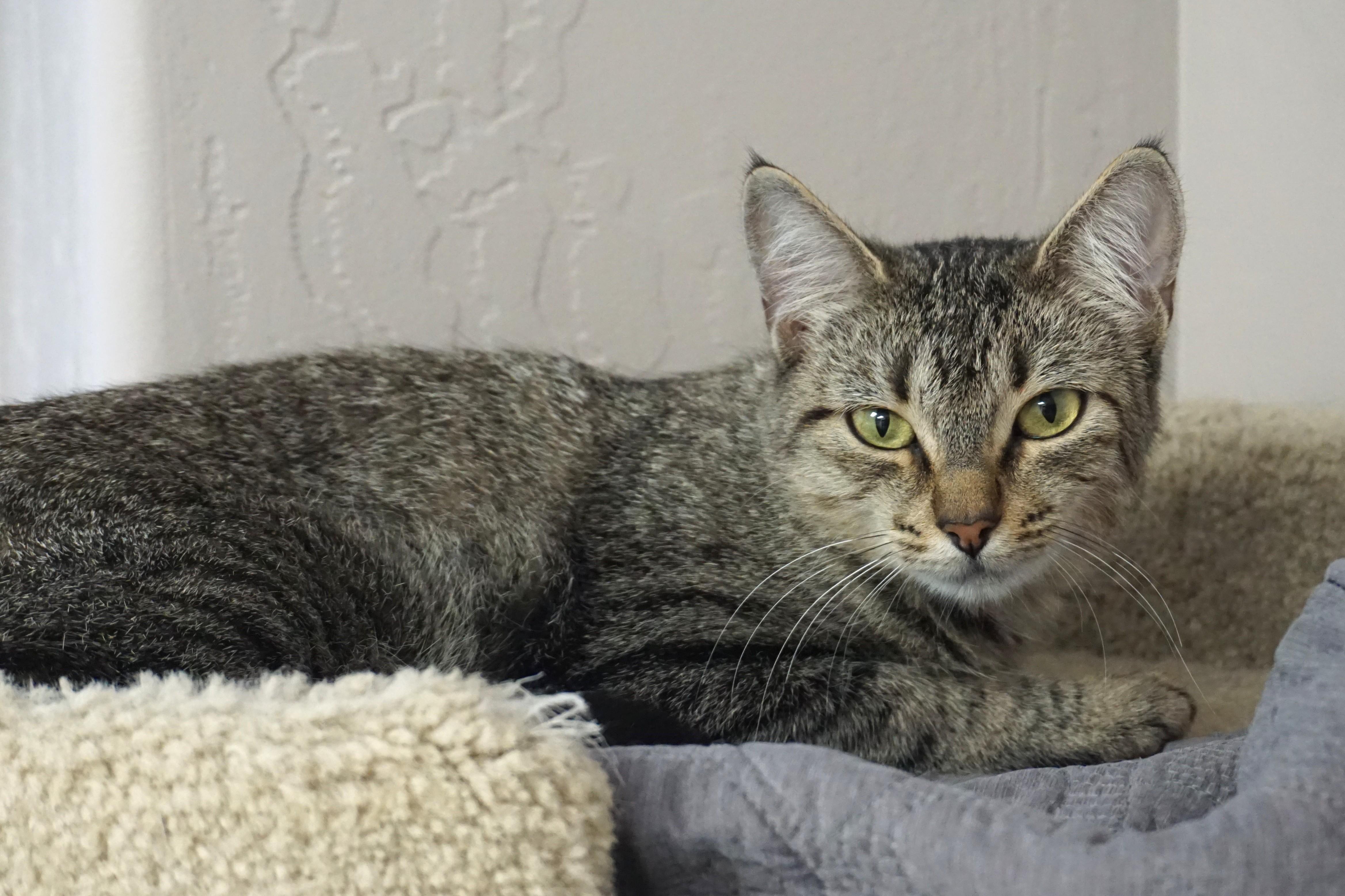 Enlarge Bobbi Cat, a Adoptable Domestic Short Hair in Fountain Hills, AZ image 6/6