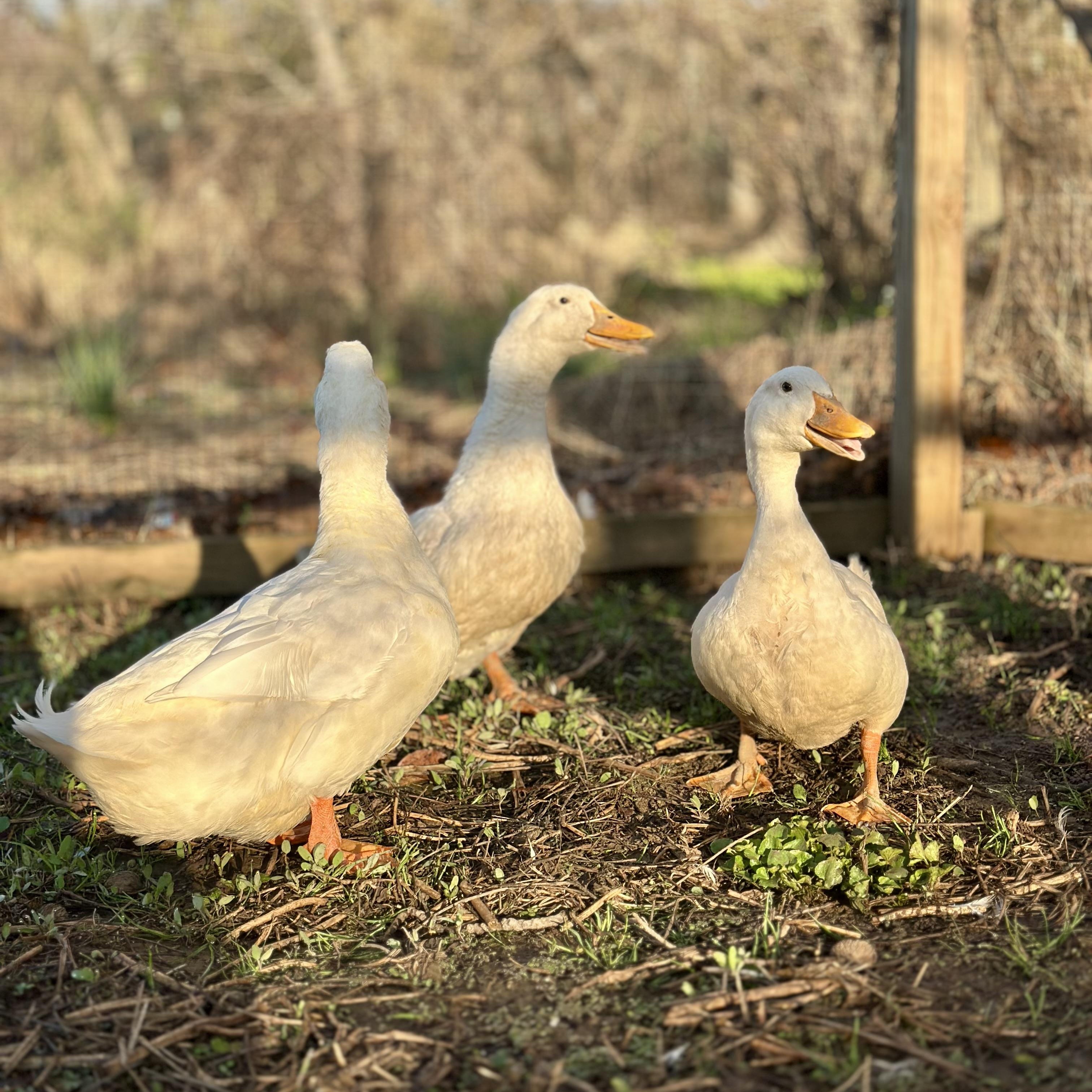 Enlarge Pickle, Pepper, & Pimento, a ADOPTABLE Duck in Lincoln University, PA image 2/2