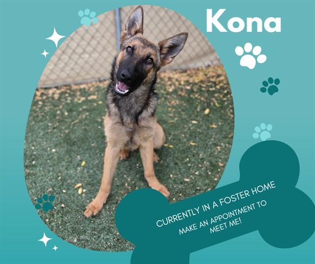 KONA, Adoptable, Young Female German Shepherd Dog & Belgian Shepherd / Malinois.