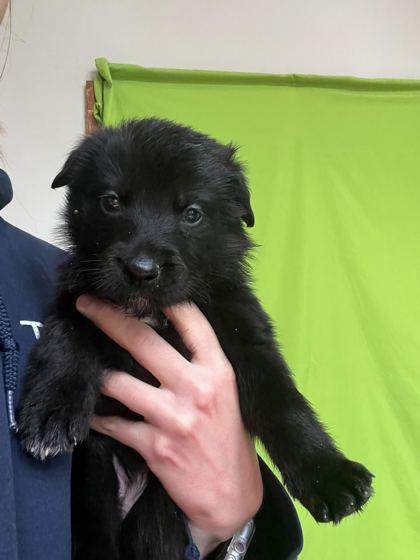 Paisley, Adopted, Puppy Female Mixed Breed.