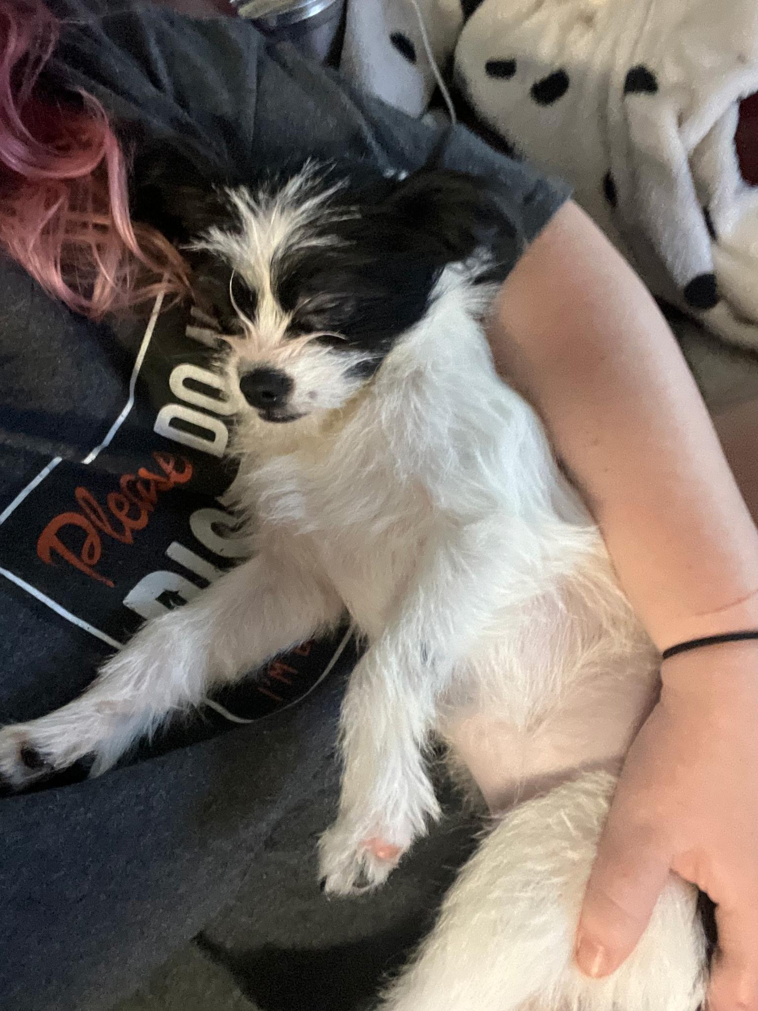 Moo, ADOPTABLE, Young Female Shih Tzu & Chihuahua.