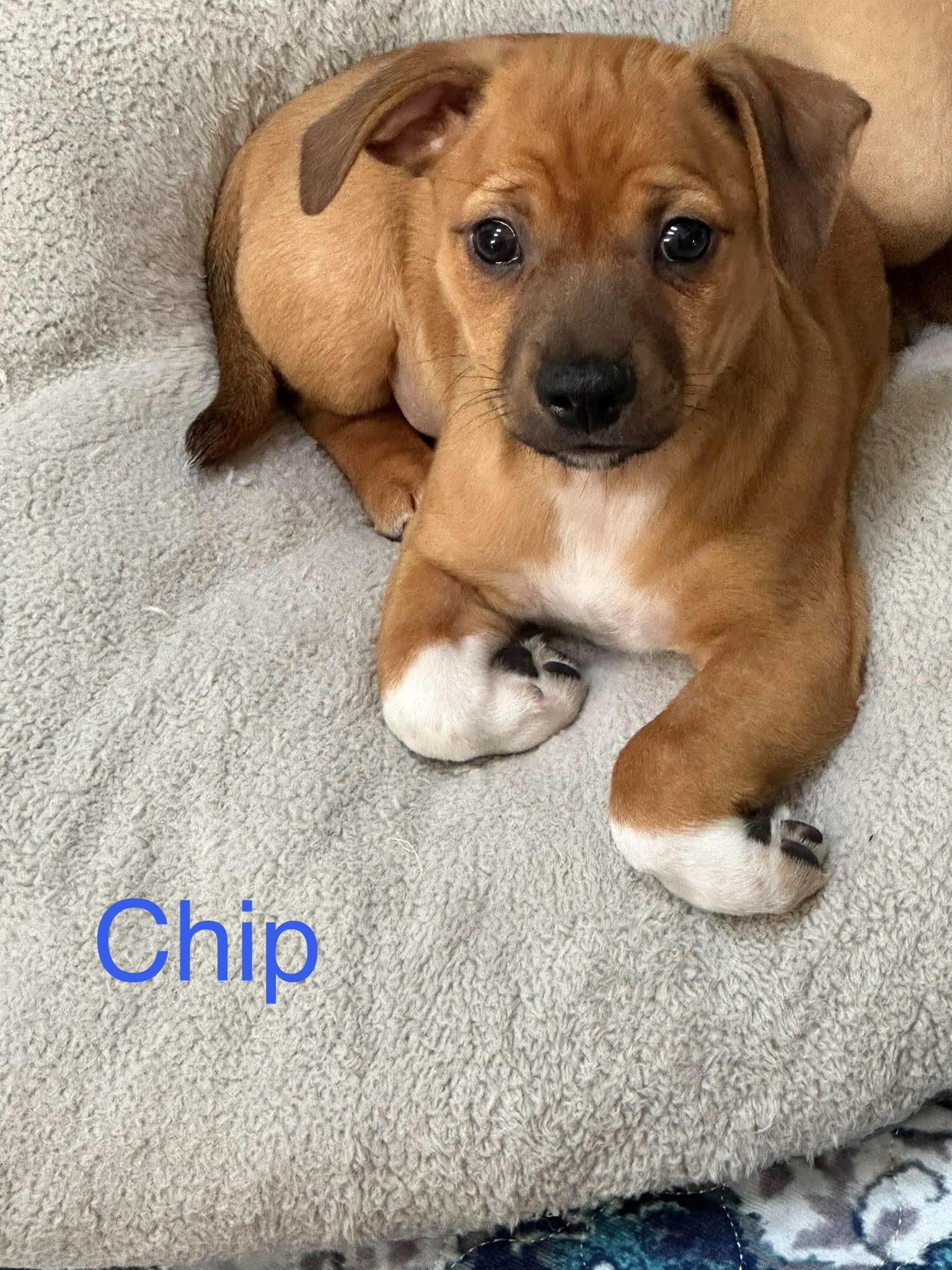 Chip, Adopted, Puppy Male Chihuahua.