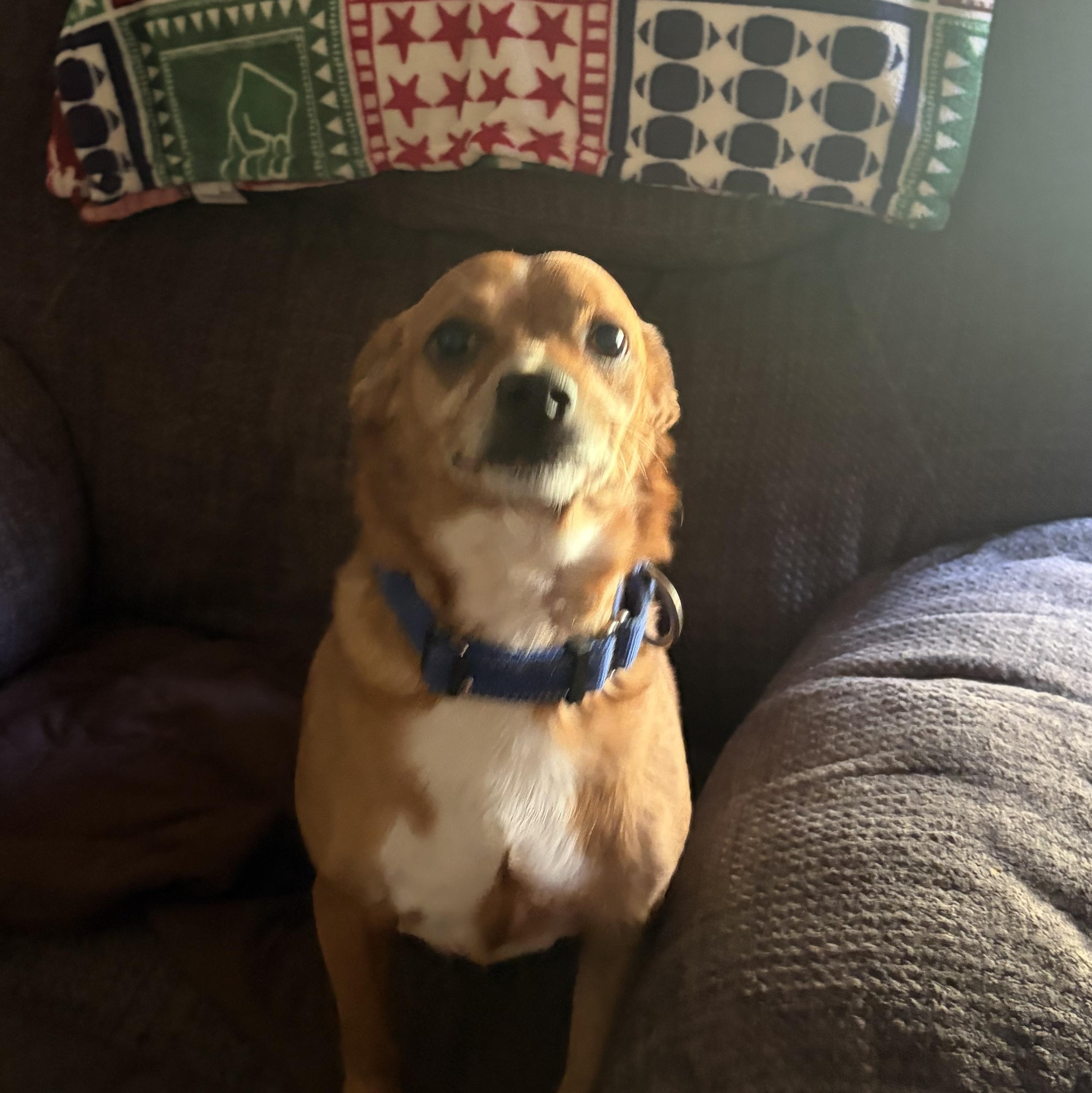 Dan, an adoptable Chiweenie in richmond, ME image 2/4