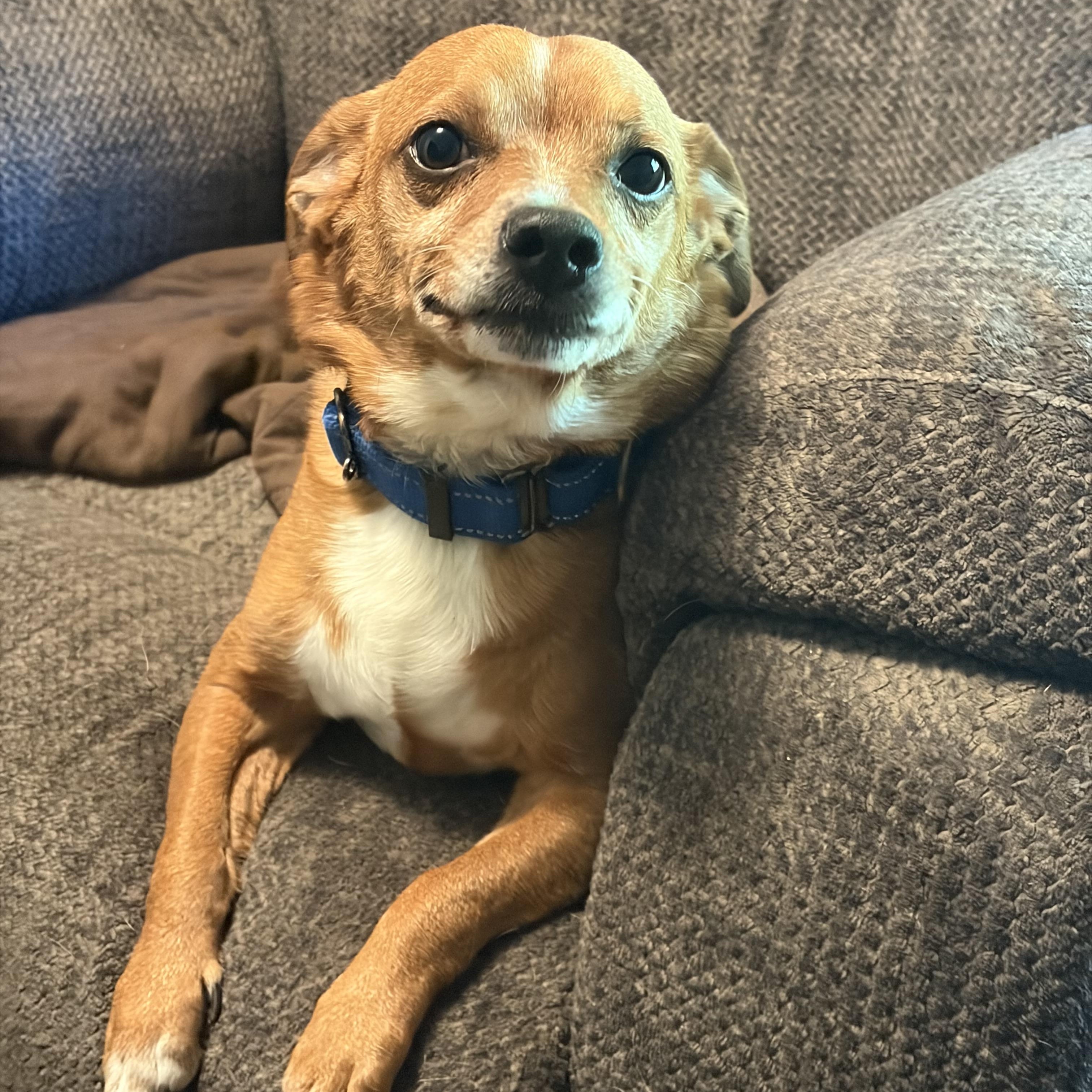 Dan, adoptable, Senior Male Chiweenie.