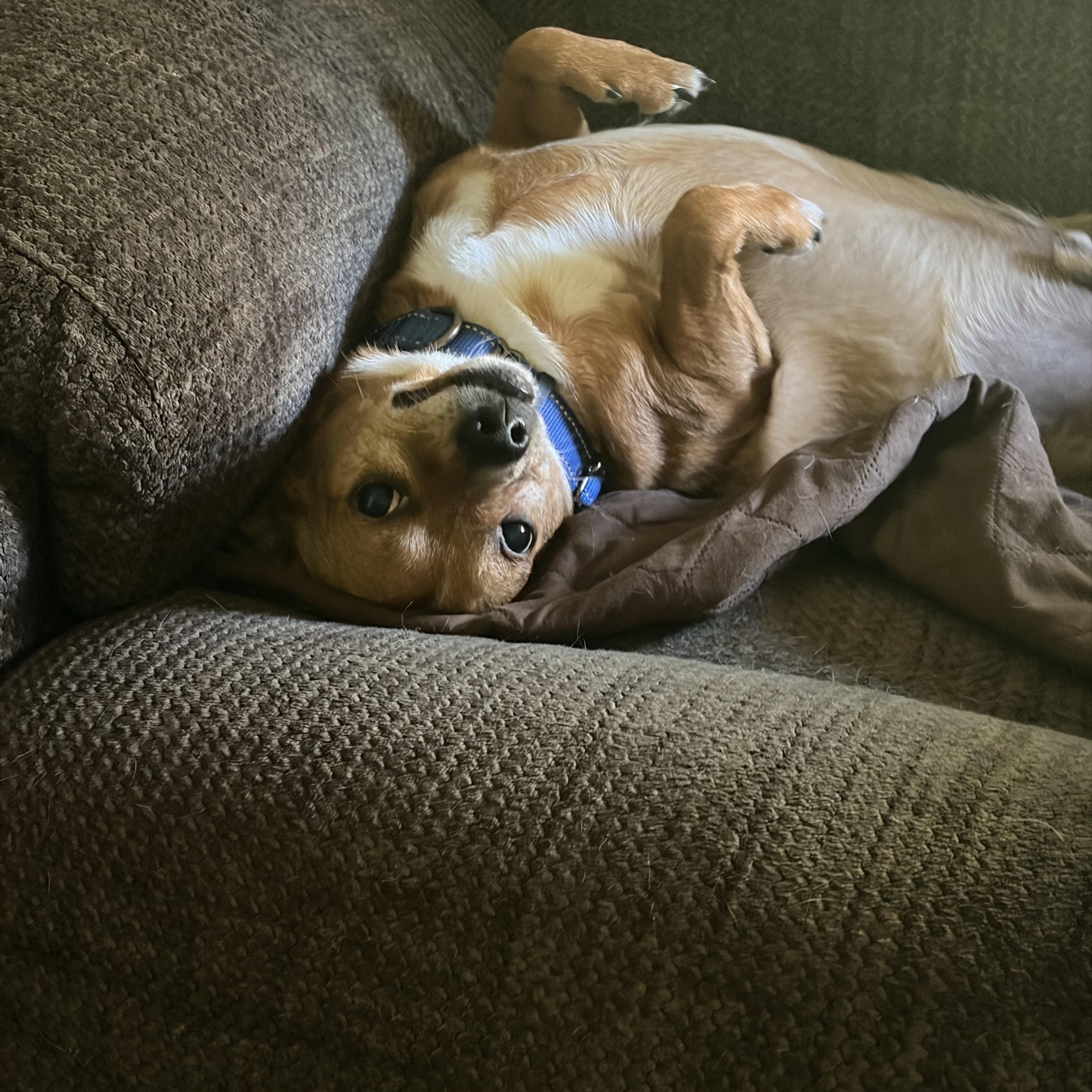 Dan, an adoptable Chiweenie in richmond, ME image 4/4