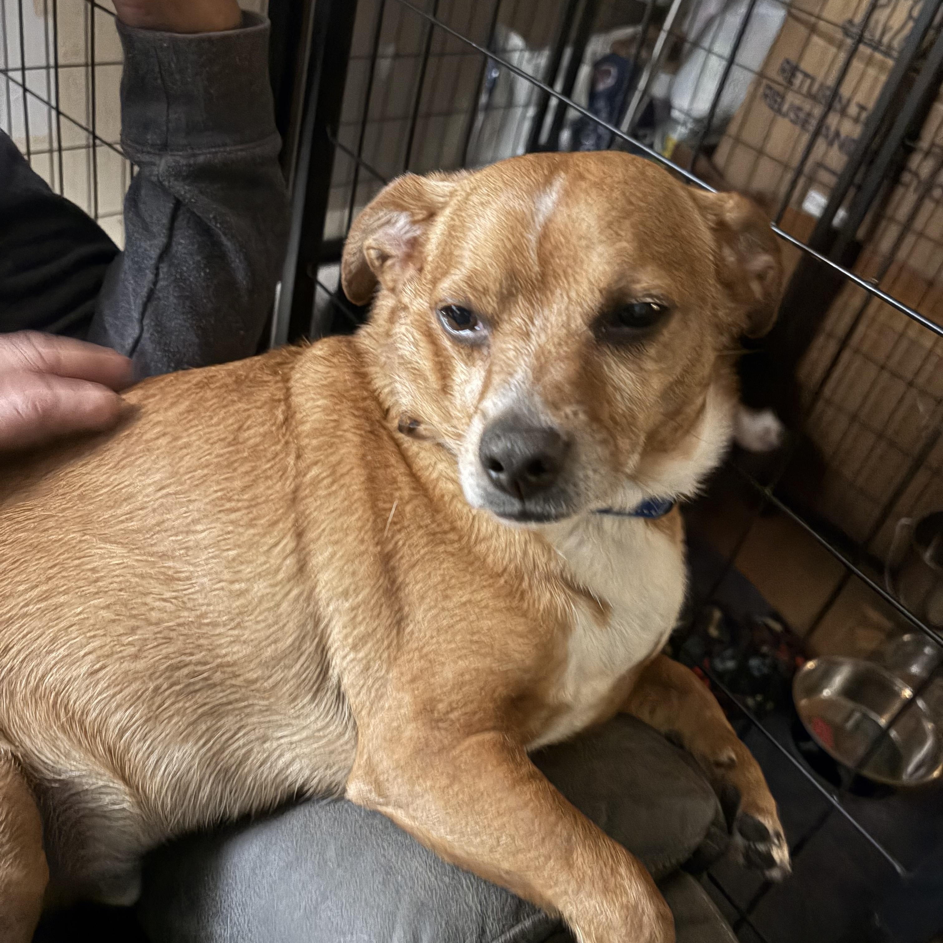 Enlarge Dan, a ADOPTABLE Chiweenie in richmond, ME image 3/4