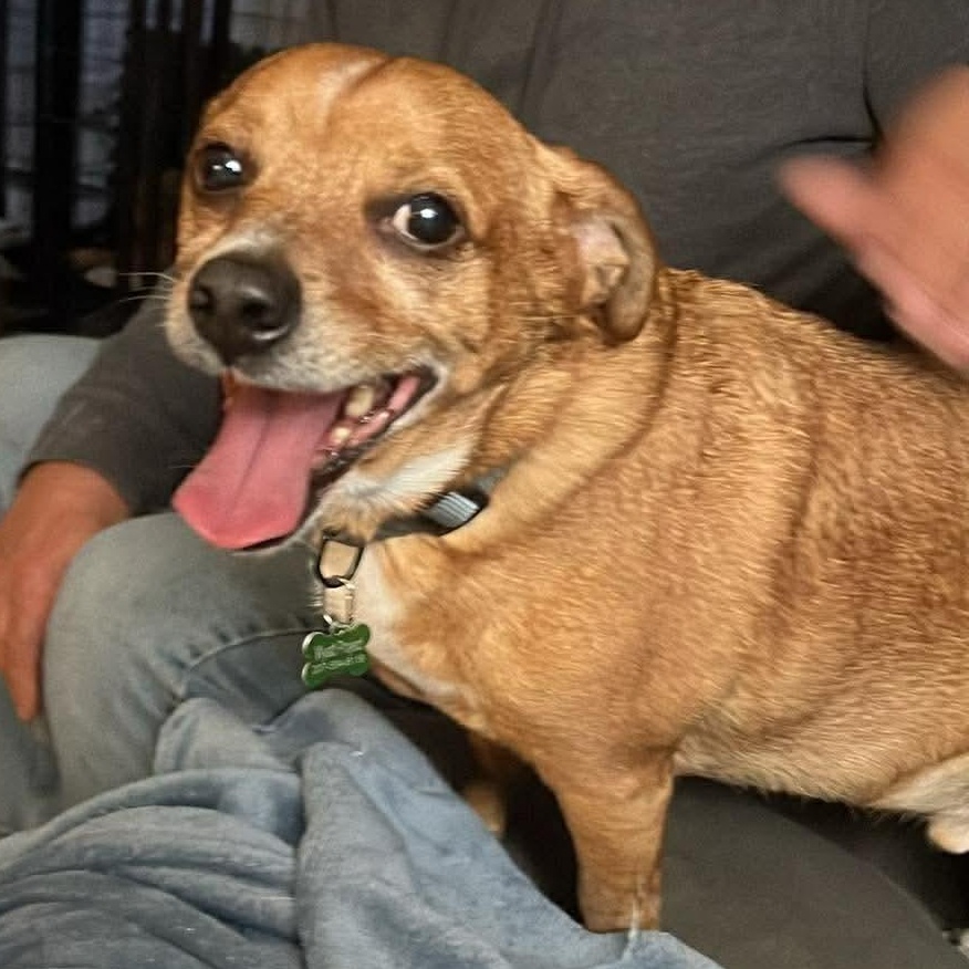 Enlarge Dan, a ADOPTABLE Chiweenie in richmond, ME image 2/4