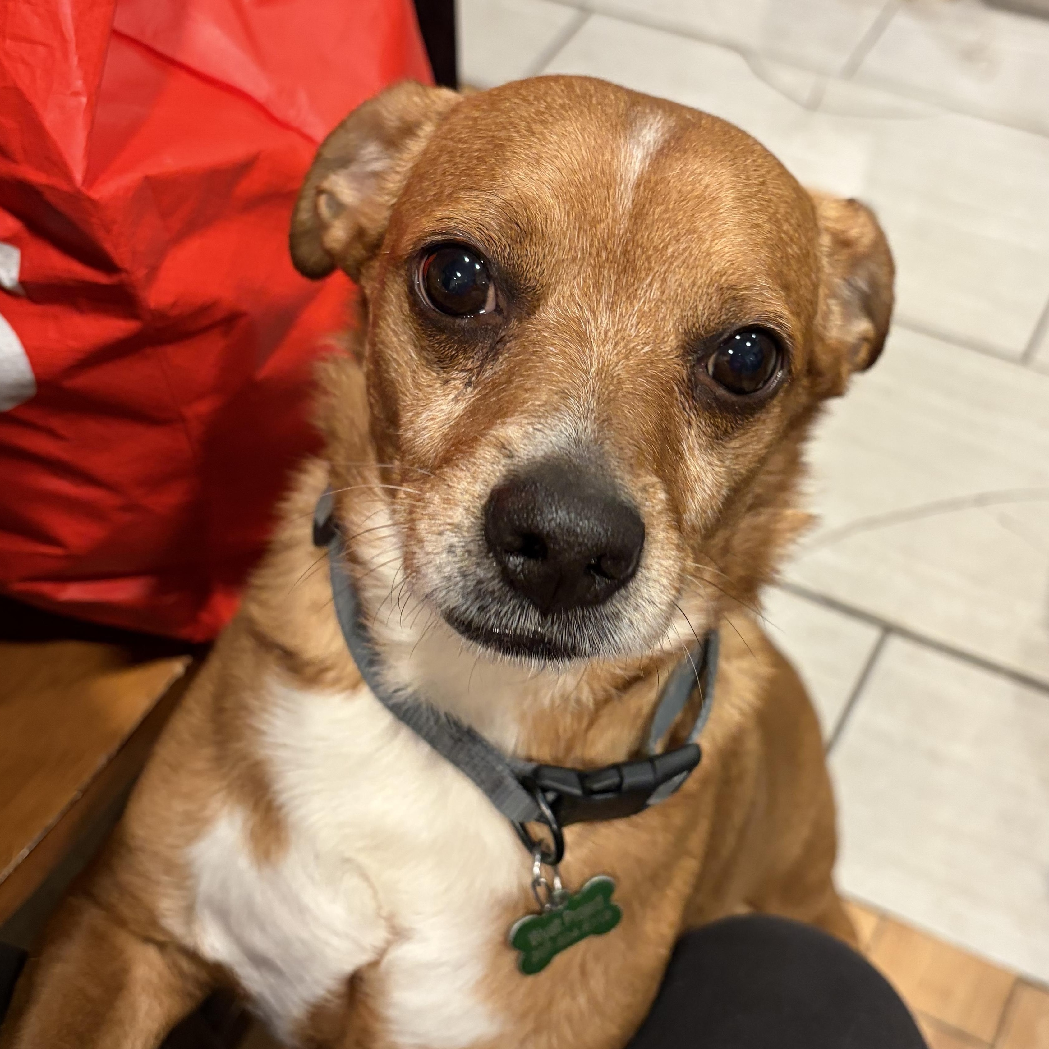 Dan, ADOPTABLE, Senior Male Chiweenie.