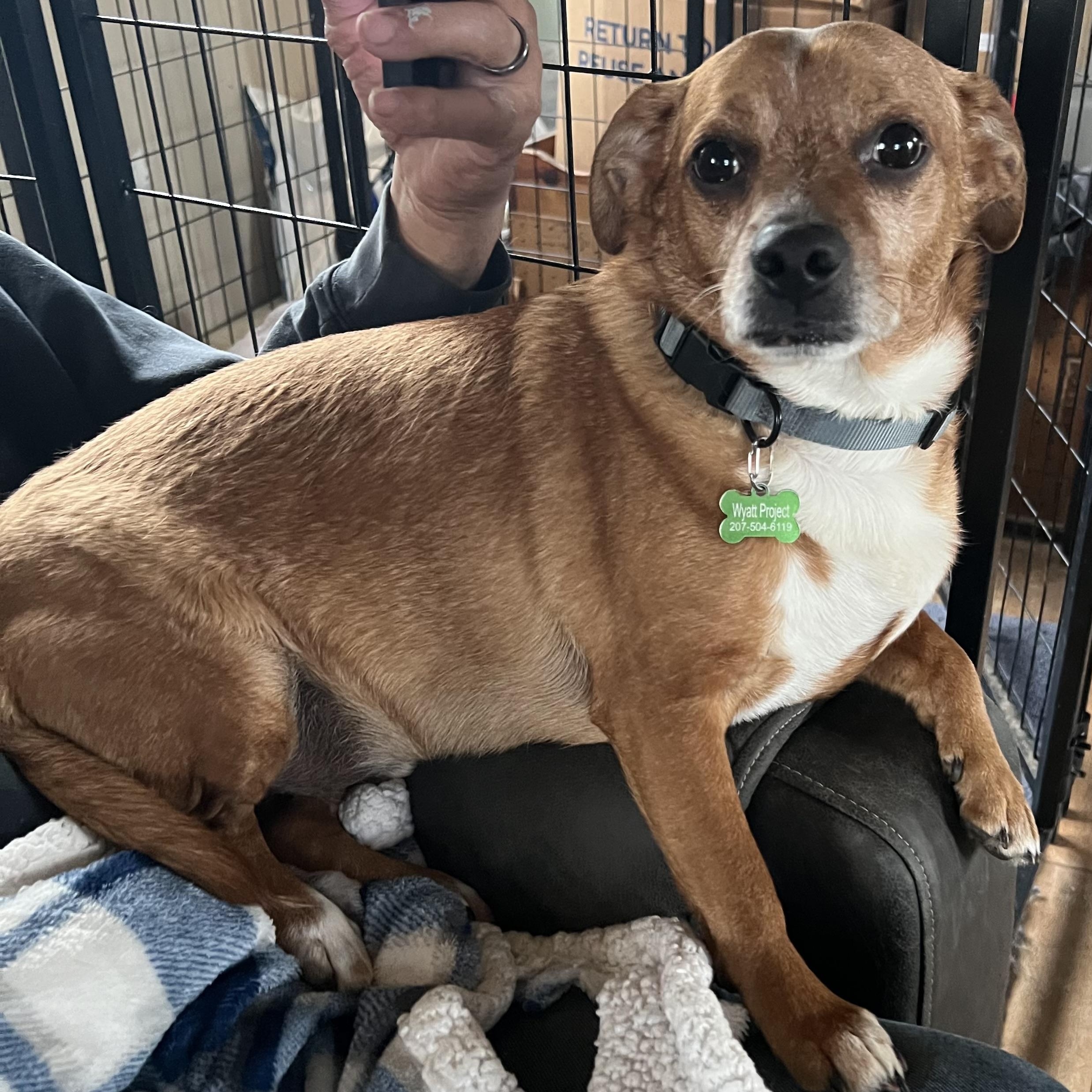 Enlarge Dan, a ADOPTABLE Chiweenie in richmond, ME image 4/4