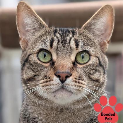 Jerry, Adoptable, Young Male Domestic Short Hair & Domestic Short Hair.