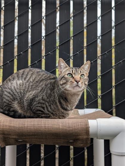 Enlarge Jerry, a Adoptable mixed breed in Pleasanton, CA image 2/3