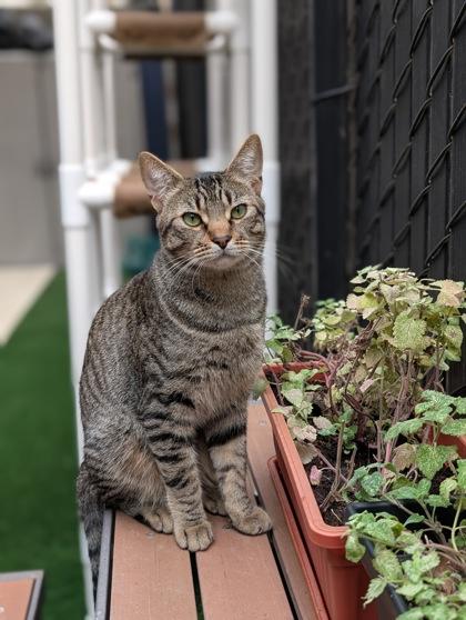 Enlarge Jerry, a Adoptable mixed breed in Pleasanton, CA image 3/3