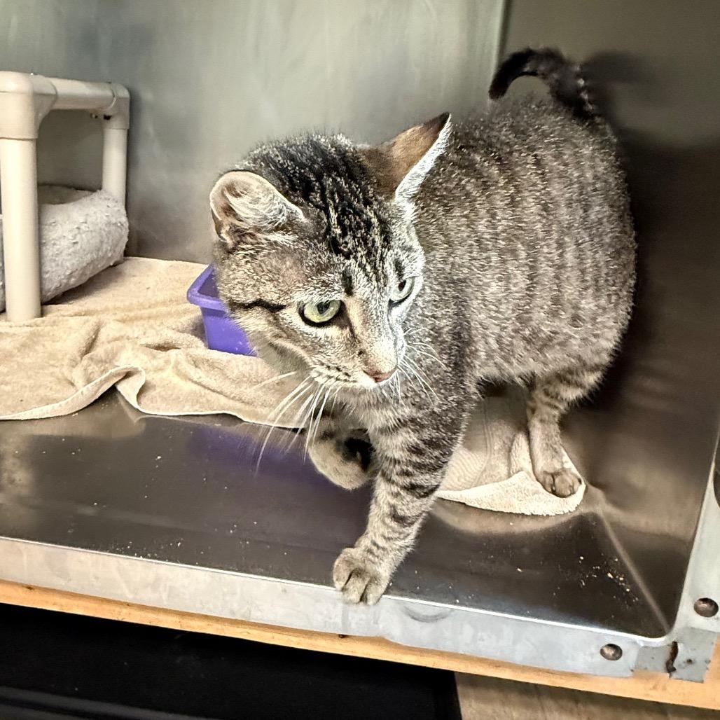 Wonton 6026, a Adoptable Domestic Medium Hair in Hamilton, GA image 1/5