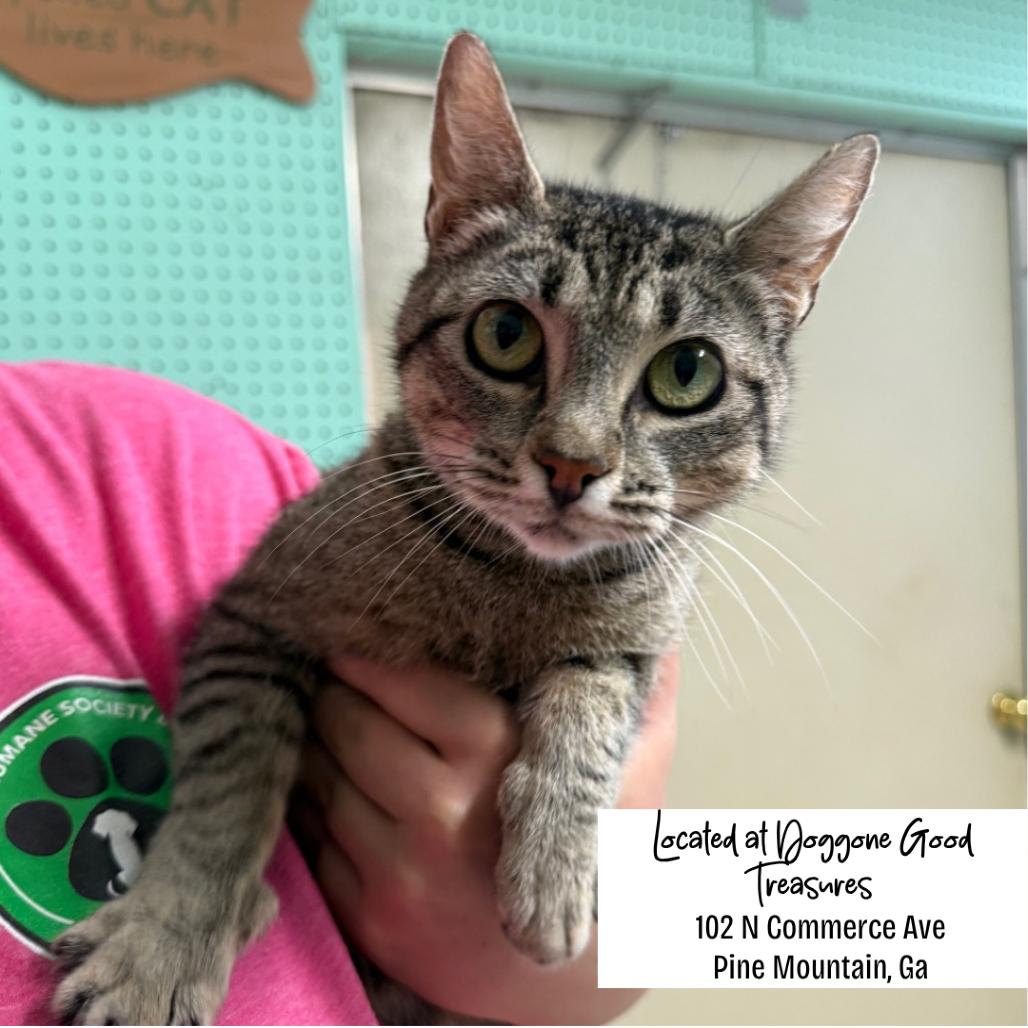 Enlarge Wonton 6026, a Adoptable Domestic Medium Hair in Hamilton, GA image 2/6