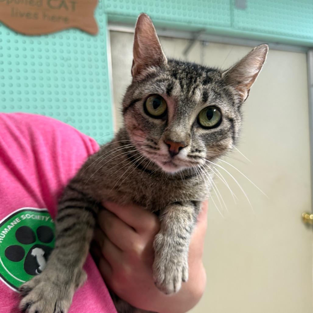 Wonton 6026, a Adoptable Domestic Medium Hair in Hamilton, GA image 2/5