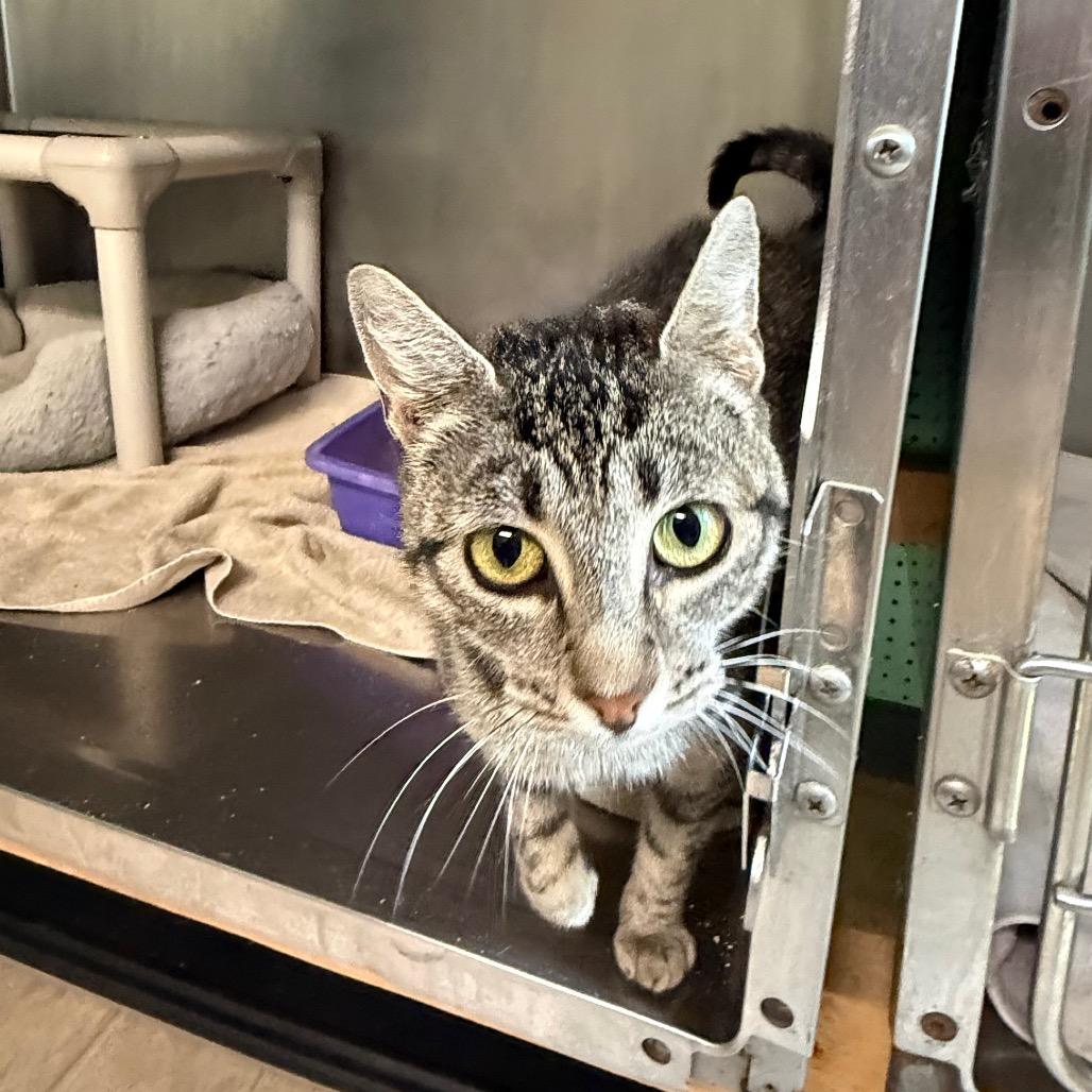 Wonton 6026, a Adoptable Domestic Medium Hair in Hamilton, GA image 3/5
