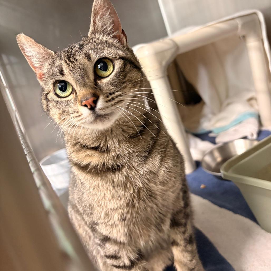 Wonton 6026, a Adoptable Domestic Medium Hair in Hamilton, GA image 4/5