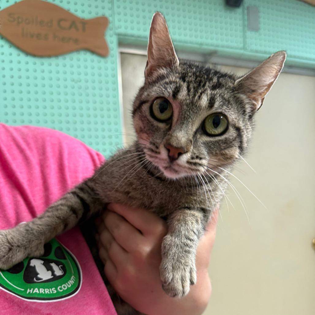 Wonton 6026, a Adoptable Domestic Medium Hair in Hamilton, GA image 5/5