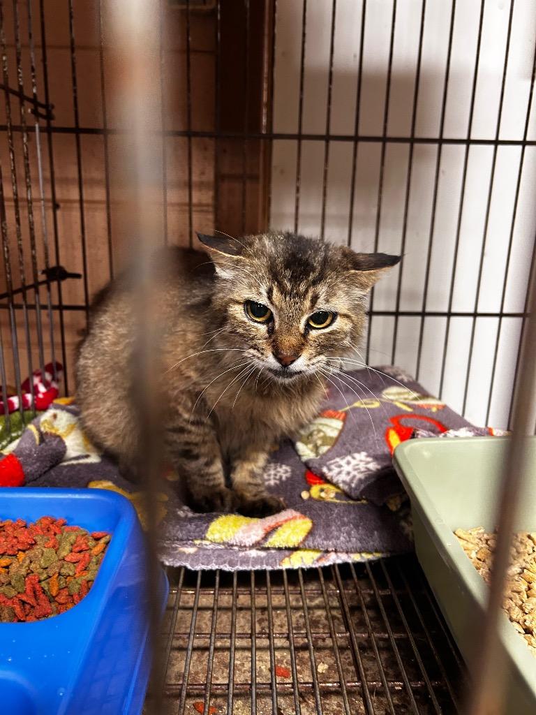 Calliope, Adoptable, Young Female Domestic Short Hair.